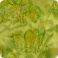 Artisan Batiks Prisma Dyes  AMD 7000 52
